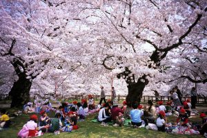 Young students enjoy sakura in a park in Hirosaki, Aomori